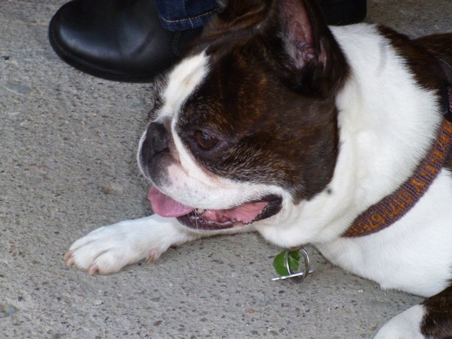 Hoffest in Sanne 6.jpg